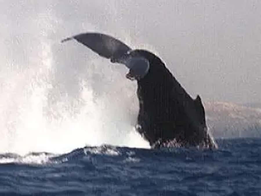 Kona: Dolphin & Whale Watching Tour - Bottled water, island juice, and the practical details
