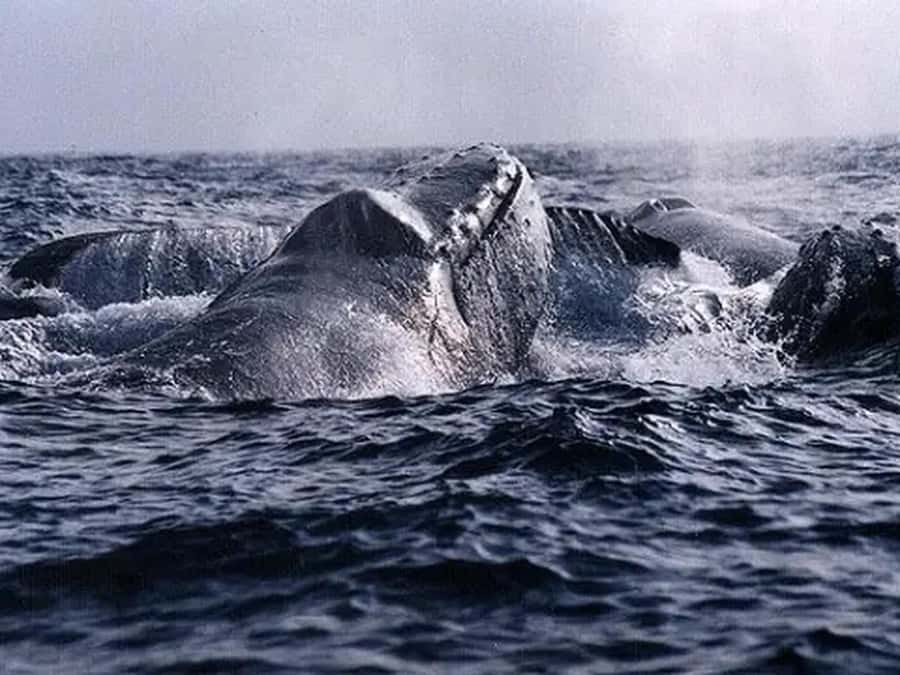 Kona: Dolphin & Whale Watching Tour - Who should book this tour?