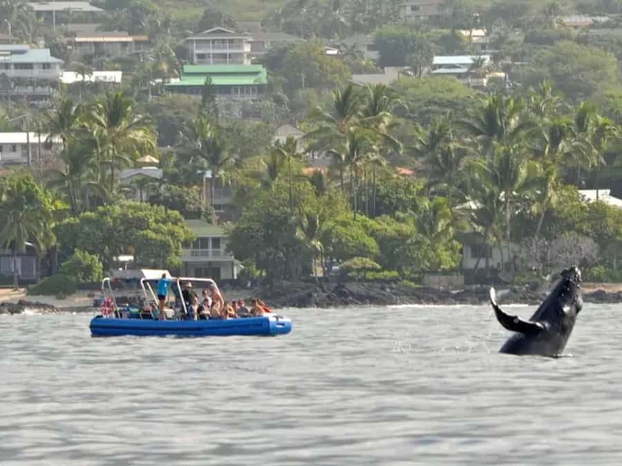 Kona: Dolphin & Whale Watching Tour - Check-in at Keauhou Shopping Center, then on to the bay