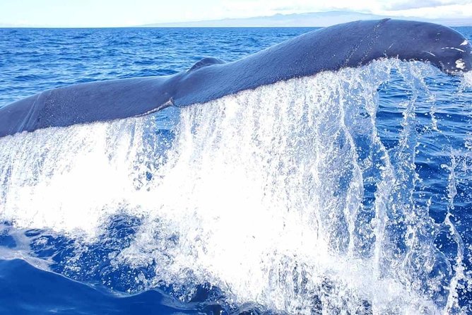 Kona's Guaranteed Whale Watch: An Unforgettable Ocean Encounter - Why Kona is a good place for a whale watch