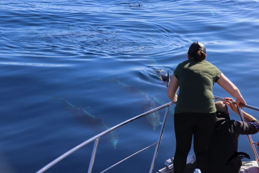 La Palma: Whale Watching Experience and Coastal Highlights - Key Points Before You Book