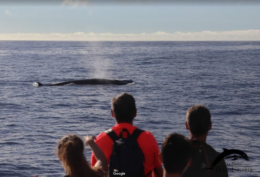 La Palma: Whale Watching Experience and Coastal Highlights - Booking Advice for a Better Day
