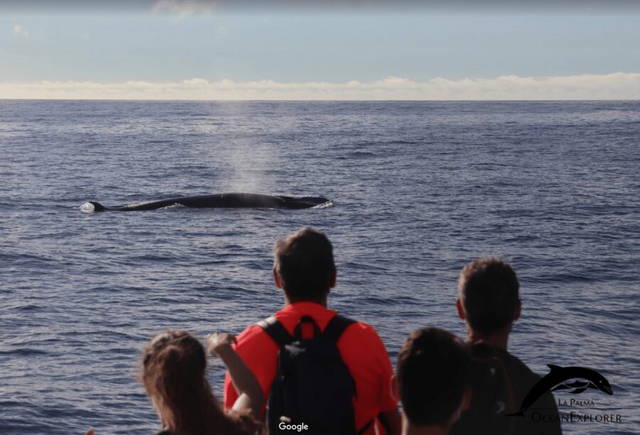 La Palma: Whale Watching Experience and Coastal Highlights - From Tazacorte Marina to the Open Sea