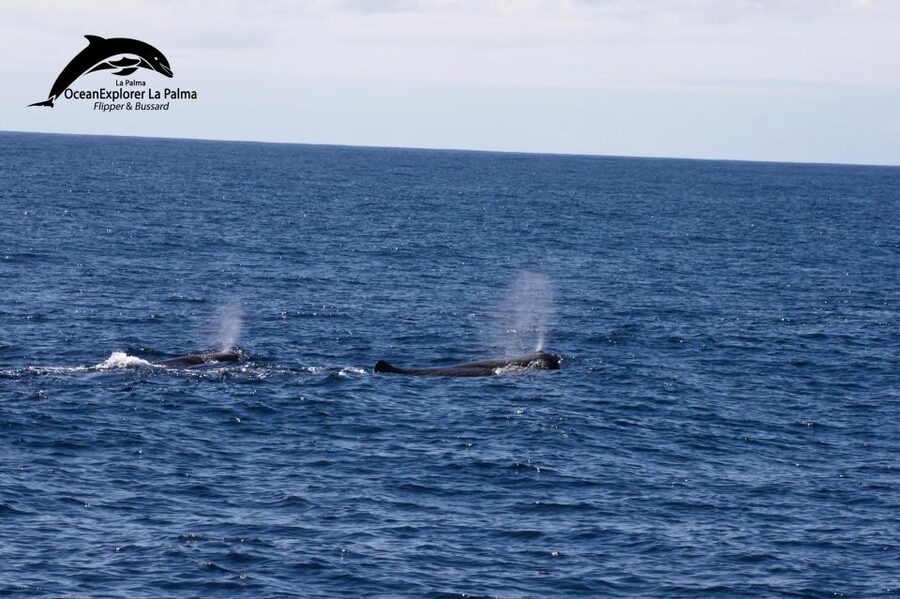 La Palma: Whale Watching Experience and Coastal Highlights - The 2021 Volcanic Delta from the Water