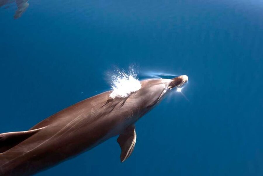 La Palma: Whale Watching Experience and Coastal Highlights - Searching for Dolphins and Whales