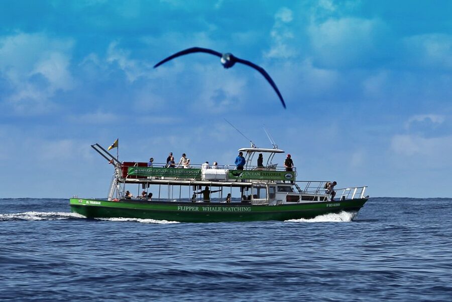La Palma: Whale Watching Experience and Coastal Highlights - Marine Biology That Adds Meaning