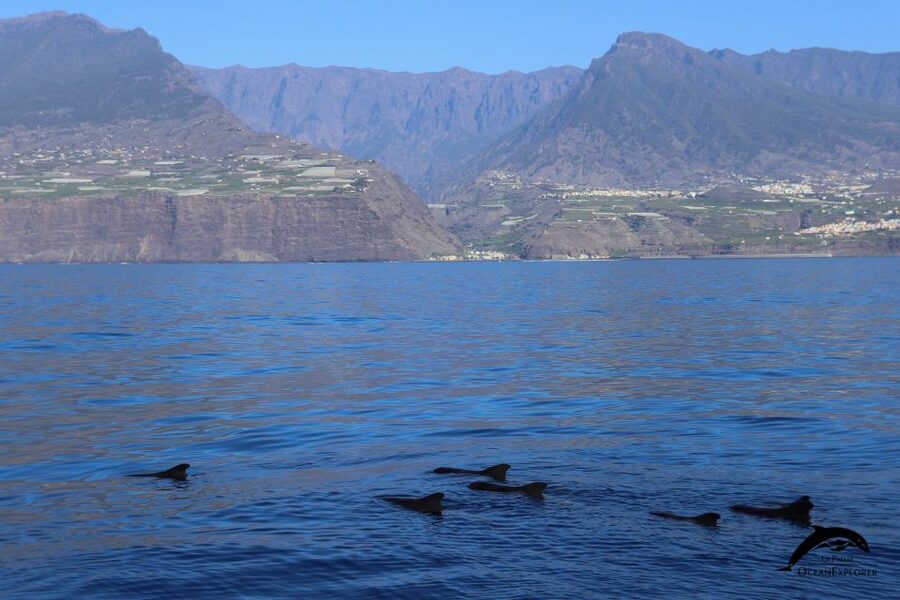 La Palma: Whale Watching Experience and Coastal Highlights - Boat Comfort, Weather, and Sea Conditions