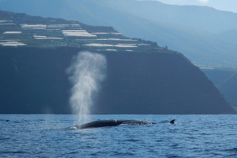La Palma: Whale Watching Experience and Coastal Highlights - Is $68 a Fair Price?