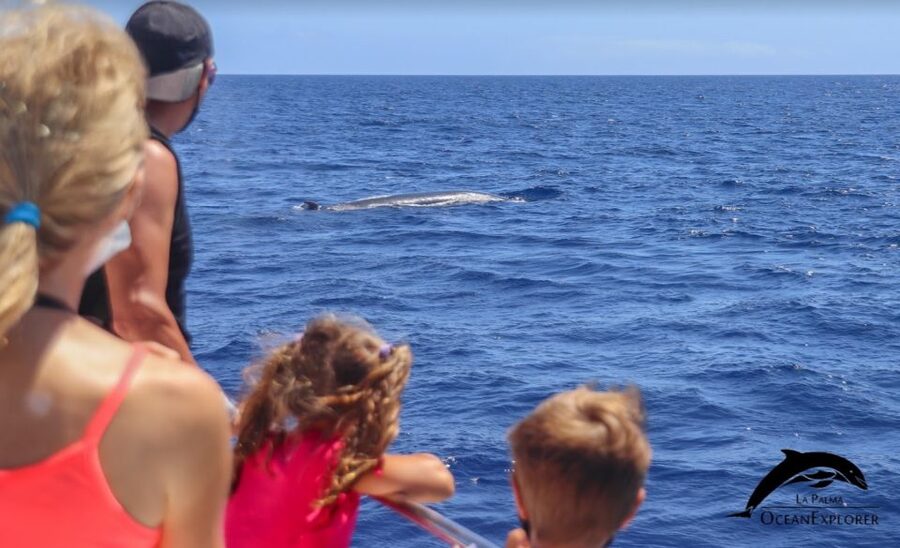 La Palma: Whale Watching Experience and Coastal Highlights - Who Will Enjoy This Cruise Most?