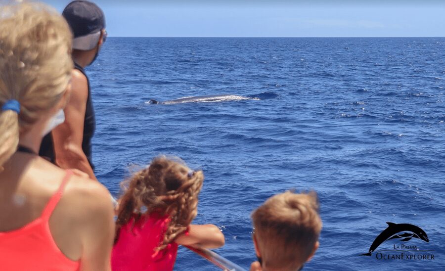 La Palma: Whale Watching Experience and Coastal Highlights - La Palma’s Western Cliffs and Sea Caves