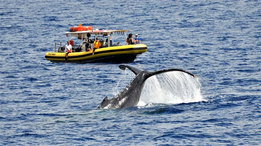 Lahaina: Day or Sunset Whale Watching Tour with Naturalist - Key points at a glance