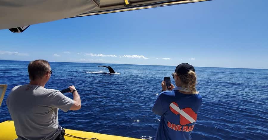 Lahaina: Day or Sunset Whale Watching Tour with Naturalist - Leaving 1223 Front Street for the Auau Channel