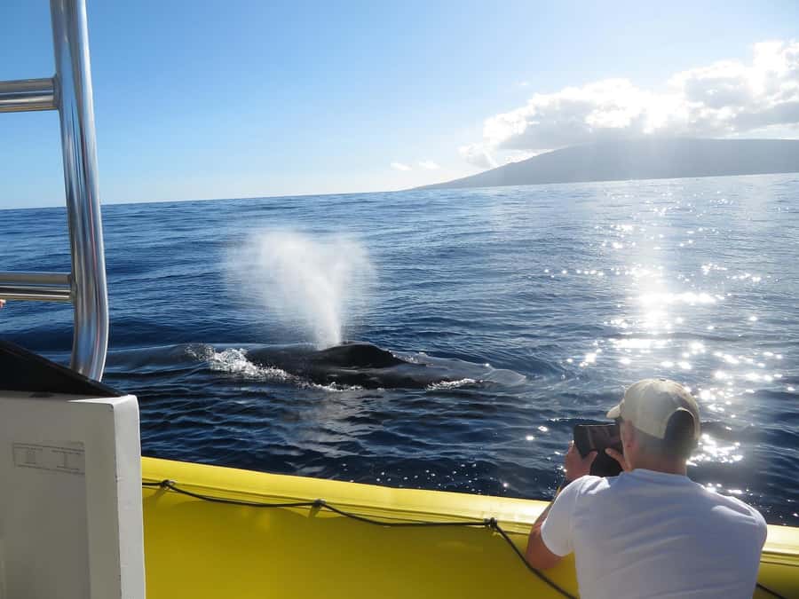 Lahaina: Day or Sunset Whale Watching Tour with Naturalist - Low seating and close encounters
