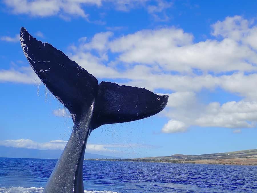 Lahaina: Day or Sunset Whale Watching Tour with Naturalist - The naturalist turns sightings into a lesson