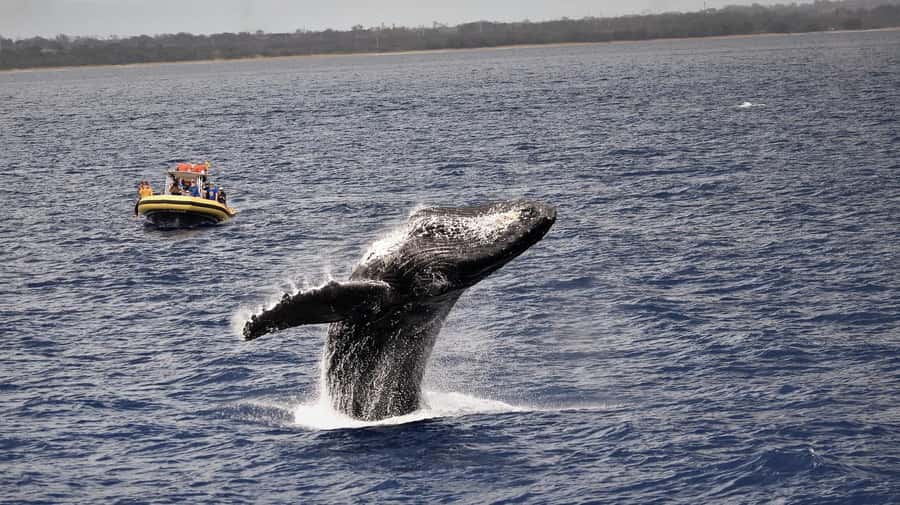 Lahaina: Day or Sunset Whale Watching Tour with Naturalist - Why Maui’s winter humpbacks matter