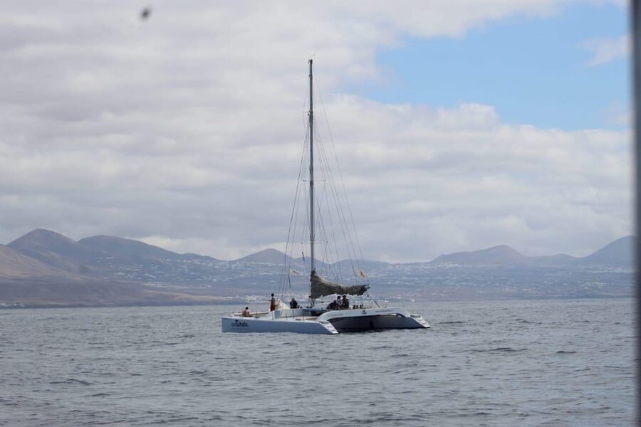Lanzarote: Whale and Dolphin Watching Eco-Friendly Catamaran - Key points to know before booking
