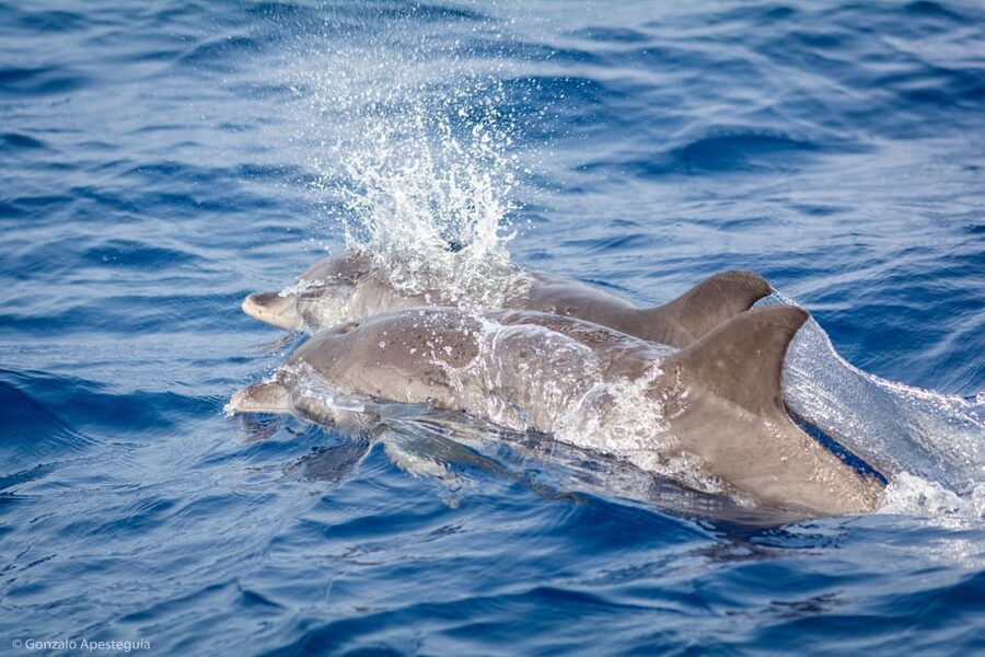 Lanzarote: Whale and Dolphin Watching Eco-Friendly Catamaran - Setting out from Puerto Calero on the electric catamaran