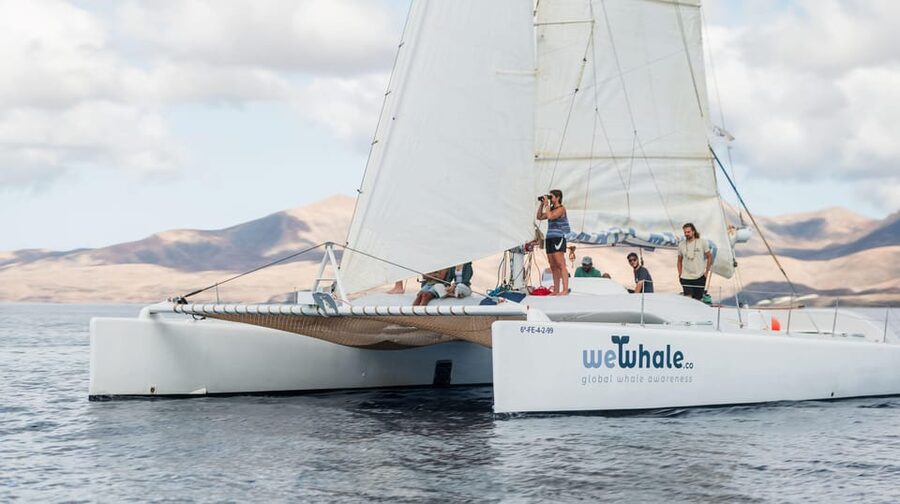 Lanzarote: Whale and Dolphin Watching Eco-Friendly Catamaran - Searching for dolphins, whales, and other marine life