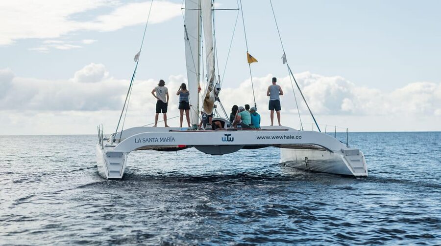 Lanzarote: Whale and Dolphin Watching Eco-Friendly Catamaran - Why the electric motor changes the experience