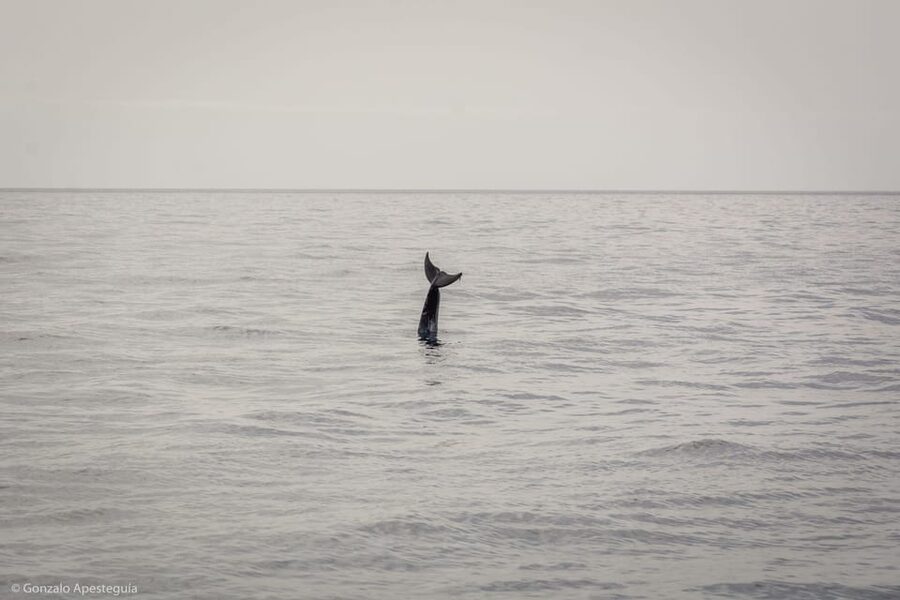 Lanzarote: Whale and Dolphin Watching Eco-Friendly Catamaran - The first hour: leaving Lanzarote’s coast behind