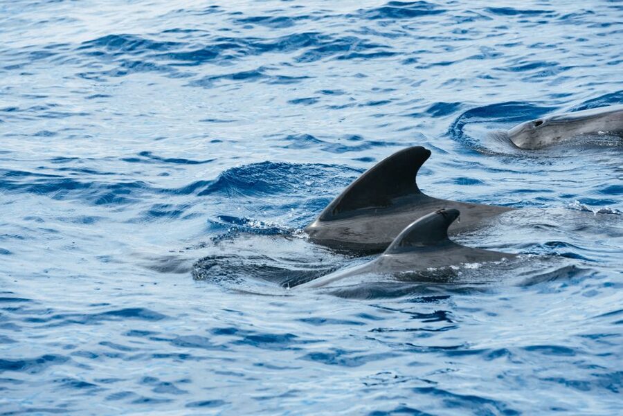 Las Galletas: Whale & Dolphin Tour with Local Skipper - Setting out from Las Galletas on Cruz del Sur