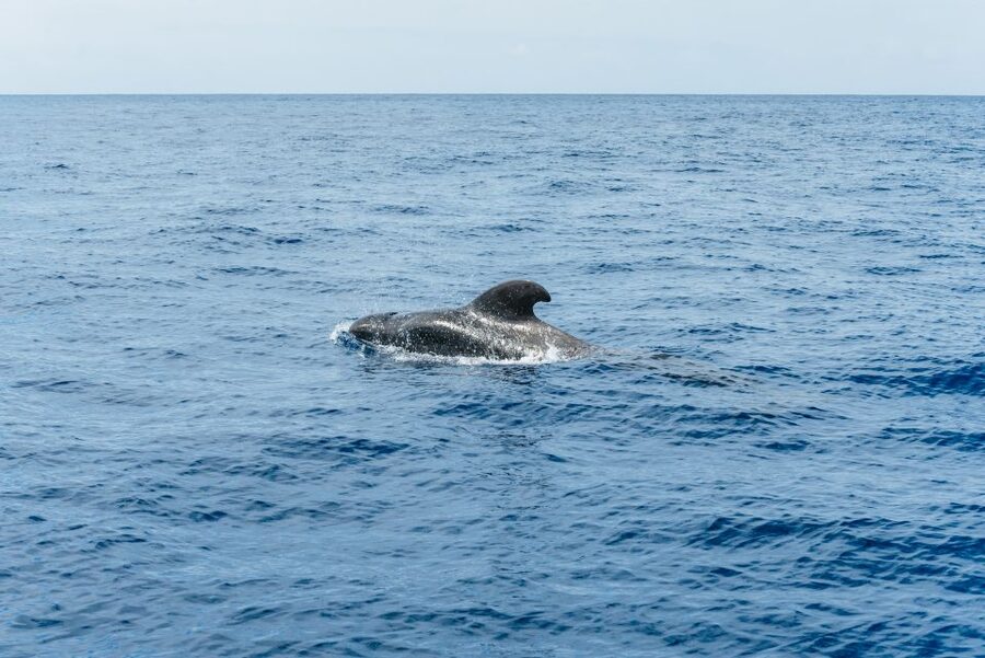 Las Galletas: Whale & Dolphin Tour with Local Skipper - What the $69 price really buys you