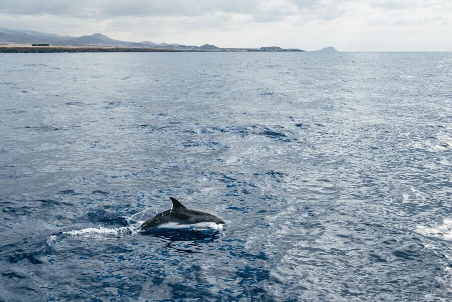 Las Galletas: Whale & Dolphin Tour with Local Skipper - Searching Tenerife’s waters for whales and dolphins