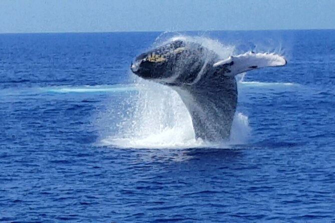 Late Morning Whale Watch Cruise on Seasmoke - Listening to Humpbacks With the Hydrophone