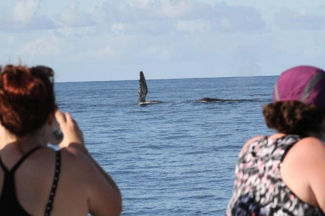 Late Morning Whale Watch Cruise on Seasmoke - Booking Ahead and Cancellation Terms