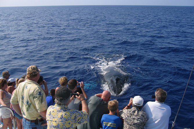 Late-Morning Whale Watch on our Power Catamaran - Why the Kohala Coast departure matters