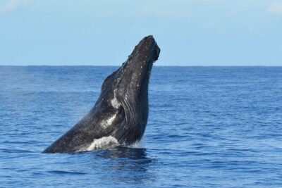 Late-Morning Whale Watch on our Power Catamaran