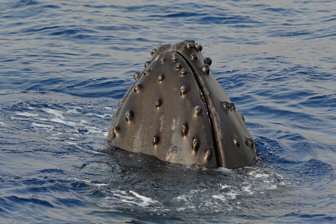 Late-Morning Whale Watch on our Power Catamaran - Hearing humpbacks below the surface
