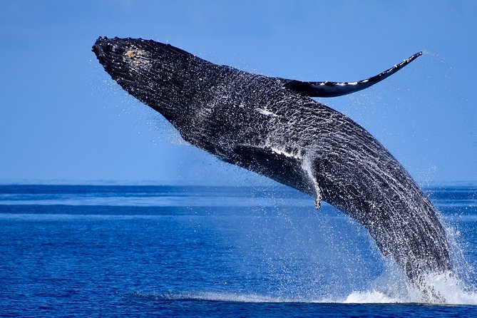 Late-Morning Whale Watch on our Power Catamaran - Is $125 a fair price?