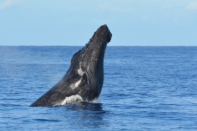Late-Morning Whale Watch on our Power Catamaran - A late-morning boat trip that protects your schedule