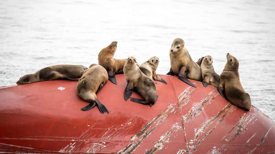 Long Beach: Whale and Dolphin Watching Cruise - Quick facts worth knowing
