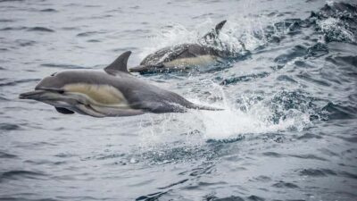 Long Beach: Whale and Dolphin Watching Cruise