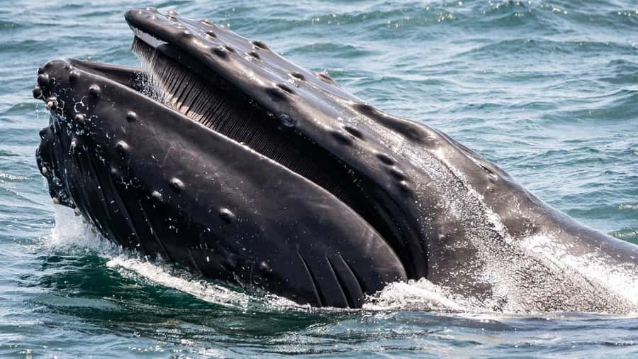 Long Beach: Whale and Dolphin Watching Cruise - What you might see beyond the whales