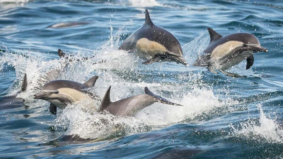 Long Beach: Whale and Dolphin Watching Cruise - The Aquarium of the Pacific connection