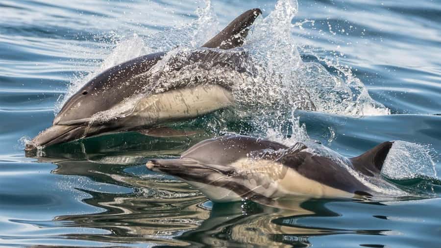 Long Beach: Whale and Dolphin Watching Cruise - How much value do you get for $45?