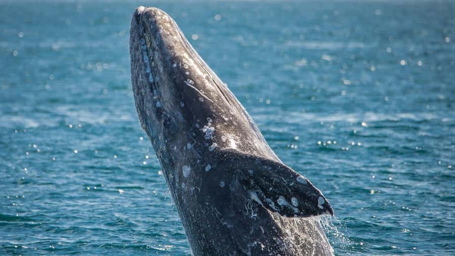 Long Beach: Whale and Dolphin Watching Cruise - Who will enjoy this cruise most?