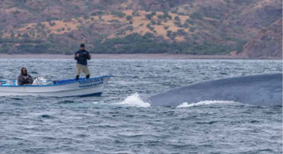 Loreto: Whale Watching Cruise with Transfers and Lunch - Key points before you book