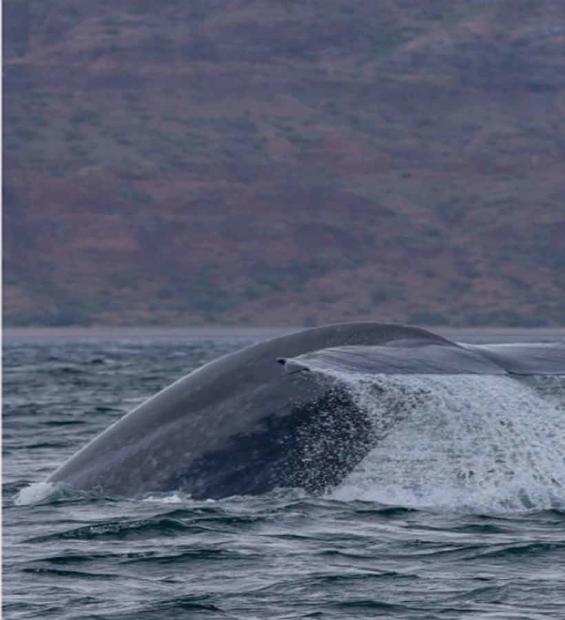 Loreto: Whale Watching Cruise with Transfers and Lunch - From your Loreto hotel to the marina