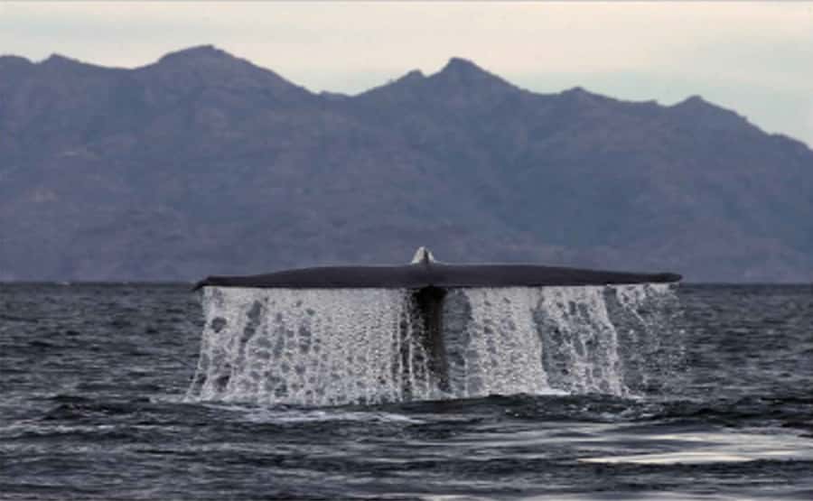 Loreto: Whale Watching Cruise with Transfers and Lunch - The search for Loreto’s blue whales