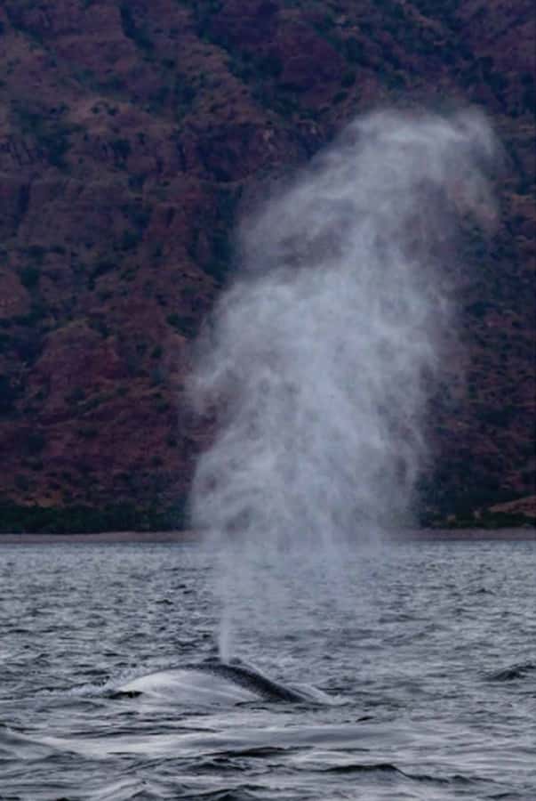 Loreto: Whale Watching Cruise with Transfers and Lunch - Three hours among the islands and Sierra la Giganta