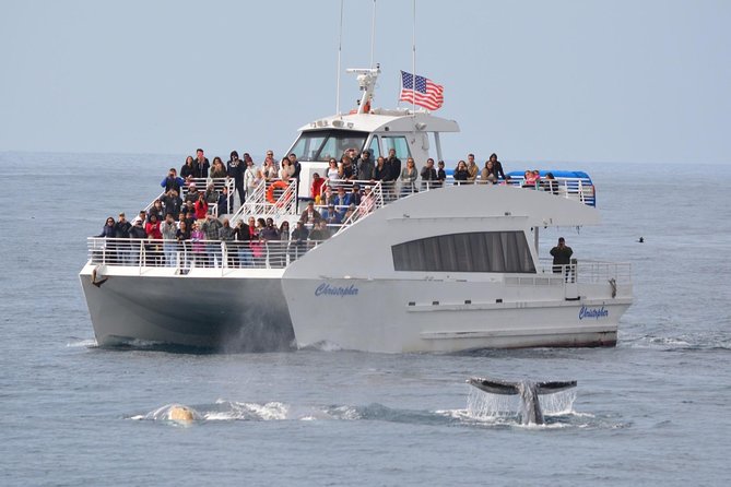 Los Angeles Whale and Dolphin Watching Cruise from West Harbor - What this Los Angeles cruise is really about