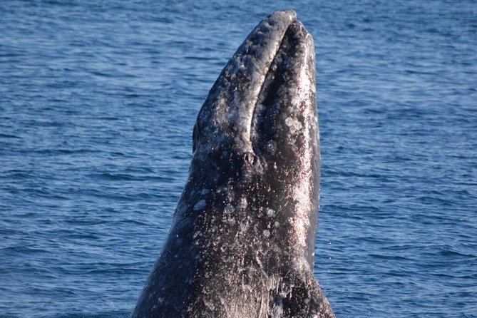 Los Angeles Whale and Dolphin Watching Cruise from West Harbor - Seeing the working Port of Los Angeles