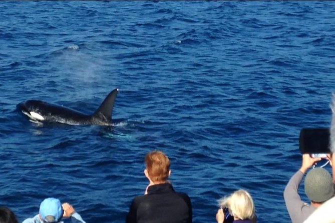 Los Angeles Whale and Dolphin Watching Cruise from West Harbor - From container ships to ocean wildlife