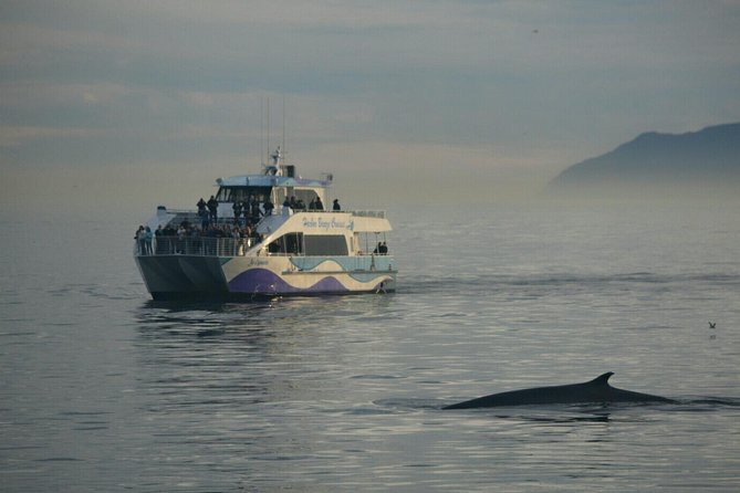 Los Angeles Whale and Dolphin Watching Cruise from West Harbor - Why the Aquarium educators matter