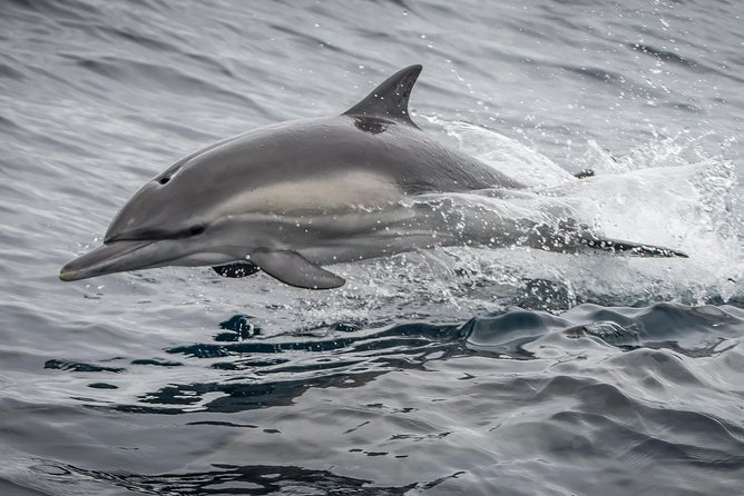 Los Angeles Whale and Dolphin Watching Cruise from West Harbor - Catamaran comfort for families and first-timers