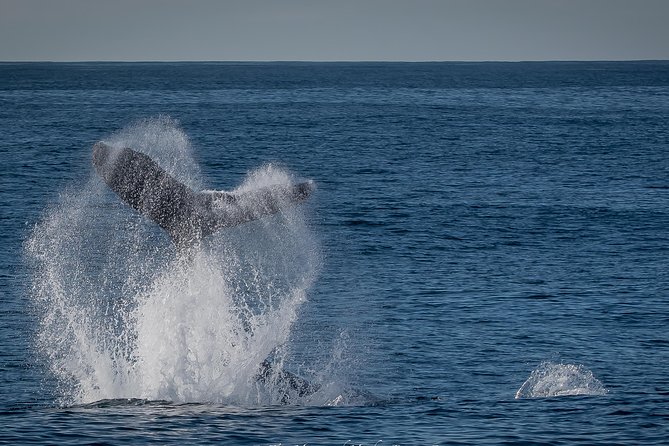 Los Angeles Whale and Dolphin Watching Cruise from West Harbor - The optional USS Iowa addition